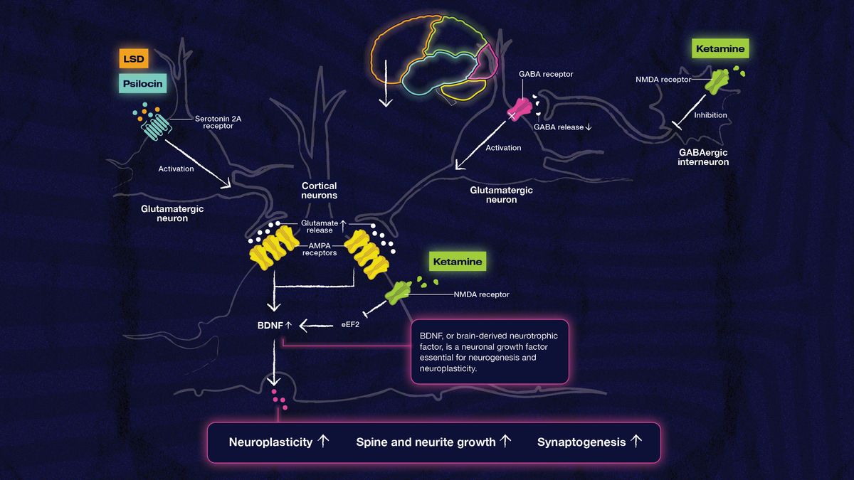 The neuronal effects of psychedelics on the brain. Credit: Analytical Cannabis, adapted from Psychedelics and the Brain.
