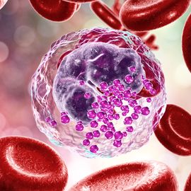 Artistic rendering of a basophil, showing the nucleus and granules, surrounded by red blood cells. 