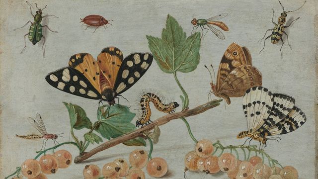 A painted illustration of different insect species. 