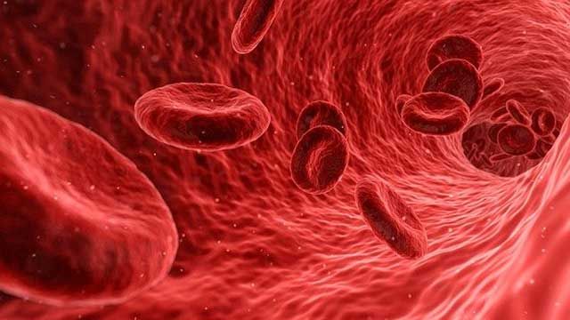 Red blood cells flow through a blood vessel. 