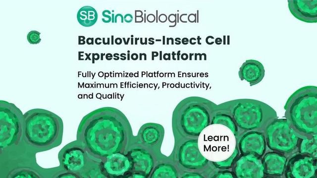 Custom Baculovirus–Insect Cell Protein Expression Service 