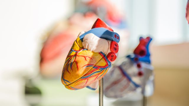 3D Model of a human heart. 