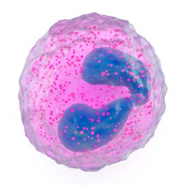 Artistic rendering of an eosinophil immune cell, showing the bi-lobed nucleus and granules. 