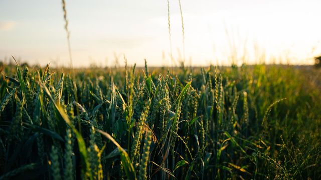 A field of corn crop, lit by sunlight. 