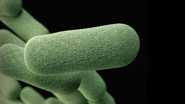 A cylindrical bacteria, shown in green against a black background. 