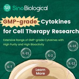 Cytokines for Cell Therapy Research 