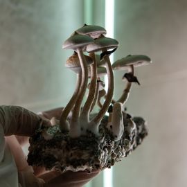 A sample of lab-grown psychedelic mushrooms.  