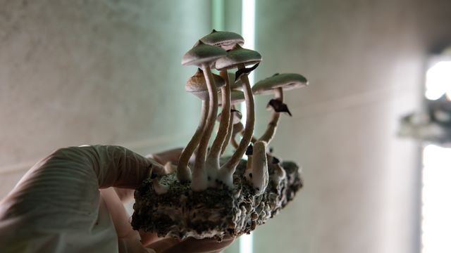 A sample of lab-grown psychedelic mushrooms.  