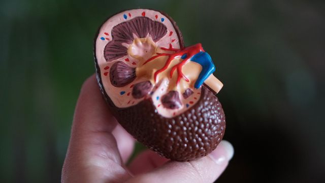 A plastic model of a kidney held in a person's hand. 