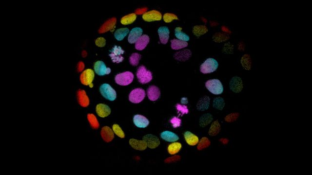 Multicolored cells in a circle. 