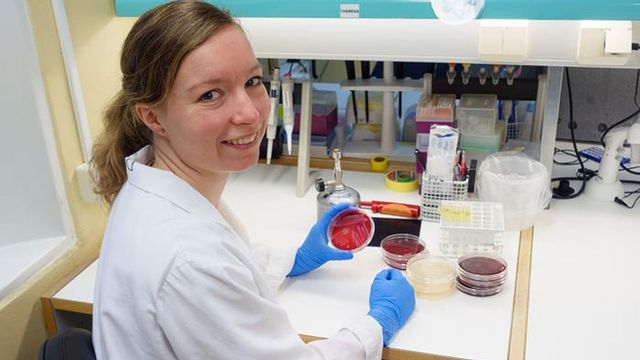 A researcher with petri dishes in front of them. 