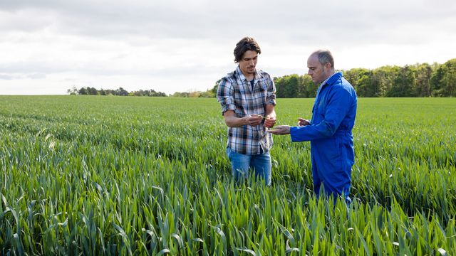 Two men stand in a field of crops 