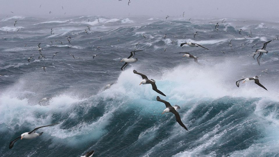 Seabirds flying over the sea.